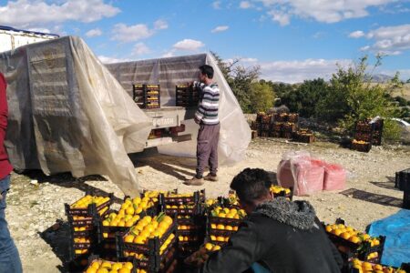 صادرات مرکبات ایران به چین  برای نخستین بار/ سیل‌های اخیر به اراضی باغی و زراعی ۱۲ استان آسیب وارد کرد