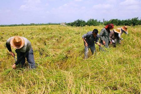 خبر خوش صندوق بیمه برای کشاورزان